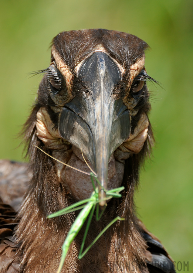 Bucorvus leadbeateri [550 mm, 1/640 Sek. bei f / 8.0, ISO 1000]